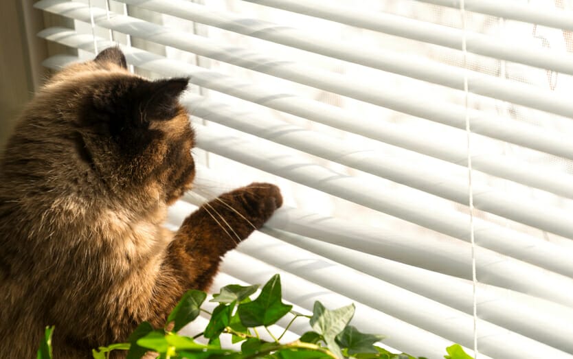 contact-cat